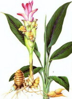 Curcuma wenyujin Y. H. Chen et C. Ling.:dessin de la plante entière