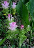 Curcuma wenyujin Y. H. Chen et C. Ling.:blomstrende plante