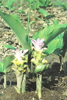 Curcuma wenyujin Y. H. Chen et C. Ling.:blomstrende plante