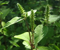 Cyathula officinalis Kuan.:pianta in crescita