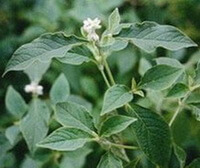 Cyathula officinalis Kuan.:pianta in fiore