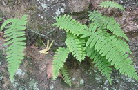 diversi arbusti di Drynaria propinqua Wall.J.Smith. con foglie verdi crescono in campo di montagna