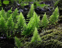 piante di Drynaria sinica Diels. con foglie verdi crescono in campo soleggiato