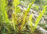 diverse piante di Drynaria sinica Diels con foglie giallo verdastre crescono sulle pendici