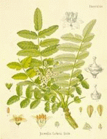 boswellia carterii: disegno di pianta intera