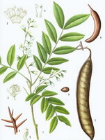 Gleditsia sinensis Lam.:Disegno di parti di piante