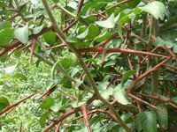 Gleditsia sinensis Lam.:growing tree and spine