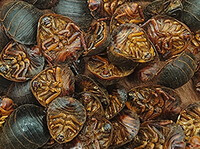 scarabeo di terra Ji Di Bie:foto dell erba