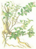 Ilex pubescens Hook.et Arn.:tegning af plante
