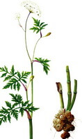 Ligusticum chuanxiong Hort.:tegning af plante og urter
