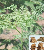 Ligusticum chuanxiong Hort.:plant and herb