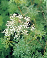 Ligusticum chuanxiong Hort.:flowering plant