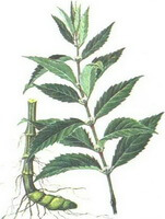 Lycopus lucidus Turcz. Var. hirtus Regel.:disegno di parti di piante