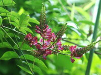 Millettia dielsiana Harms ex Diels.:arbre en fleurs
