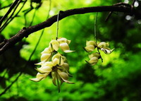 Mucuna birdwoodiana Tutch.:arbre en fleurs