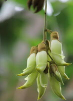Mucuna birdwoodiana Tutch.:albero in fiore