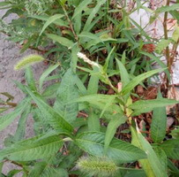 Polygonum lapathifolium L.:pianta in crescita