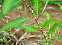 Polygonum lapathifolium L.:growing plant