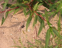 Polygonum lapathifolium L.:blomstrende plante