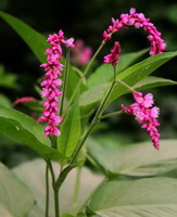 Polygonum orientale L.:pianta in fiore