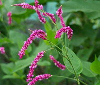 Polygonum orientale L.:flowering plant