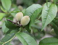 Prunus davidiana Carr.Franch.:fruiting tree