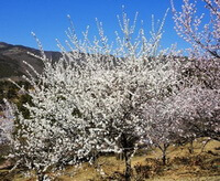 Prunus davidiana Carr.Franch.:blomstrende træ