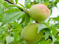 Prunus persicaL. Batsch.:arbre fruitier