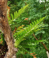 pianta di Pseudodrynaria coronans Muro.Ching. con foglie verdi crescono in boschi soleggiati montagna