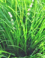 Sparganium simplex Huds.:blomstrende plante