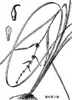 Sparganium stenophyllum Maxim.:tegning