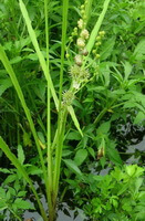 Sparganium stoloniferum Buch.-Ham.:flowering plant