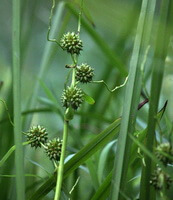 Sparganium stoloniferum Buch.-Ham.:flowering plant