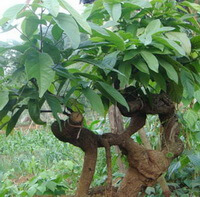 Spatholobus suberectus Dunn.:albero che cresce