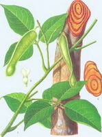 Spatholobus suberectus Dunn.:flowering tree