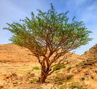 Boswellia carterii Birdw.:growing tree