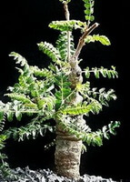 Boswellia neglecta.:plante en croissance
