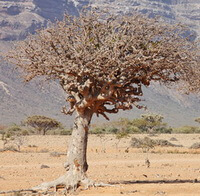 Commiphora myrrha Engl.:arbre qui pousse