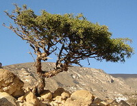 Commiphora myrrha Engl.:albero che cresce