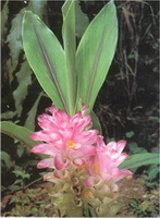 Curcuma aerugionosa Roxb.:plante à fleurs