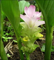 Curcuma aromatica Salisb.:blomstrende plante
