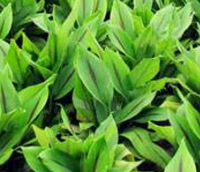 Curcuma aromatica Salisb.:arbusti in crescita