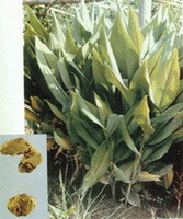 Curcuma kwangsiensis S.G.Lee et C.F.Liang.:pianta e rizoma
