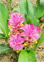 Curcuma kwangsiensis S.G.Lee et C.F.Liang.:pianta in fiore