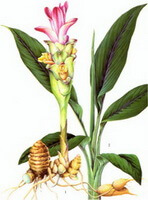 Curcuma longa L.:dessin de la plante entière
