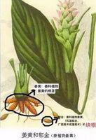 Curcuma wenyujin Y.H.Chen et C.Ling.:dessin de la plante entière