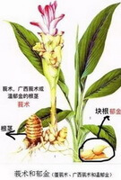 Curcuma wenyujin Y.H.Chen et C.Ling.:disegno di pianta intera