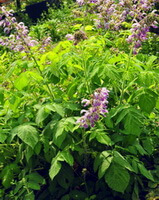 Salvia bowleyana Dunn.:plante à fleurs