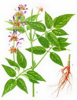 Salvia bowleyana Dunn.:tegning af hele planten