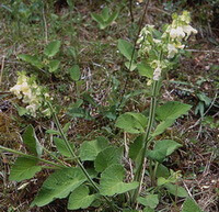 Salvia digitaloides Diels.:blomstrende plante